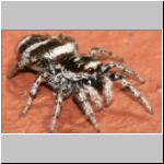 Salticus scenicus - Springspinne 06.jpg